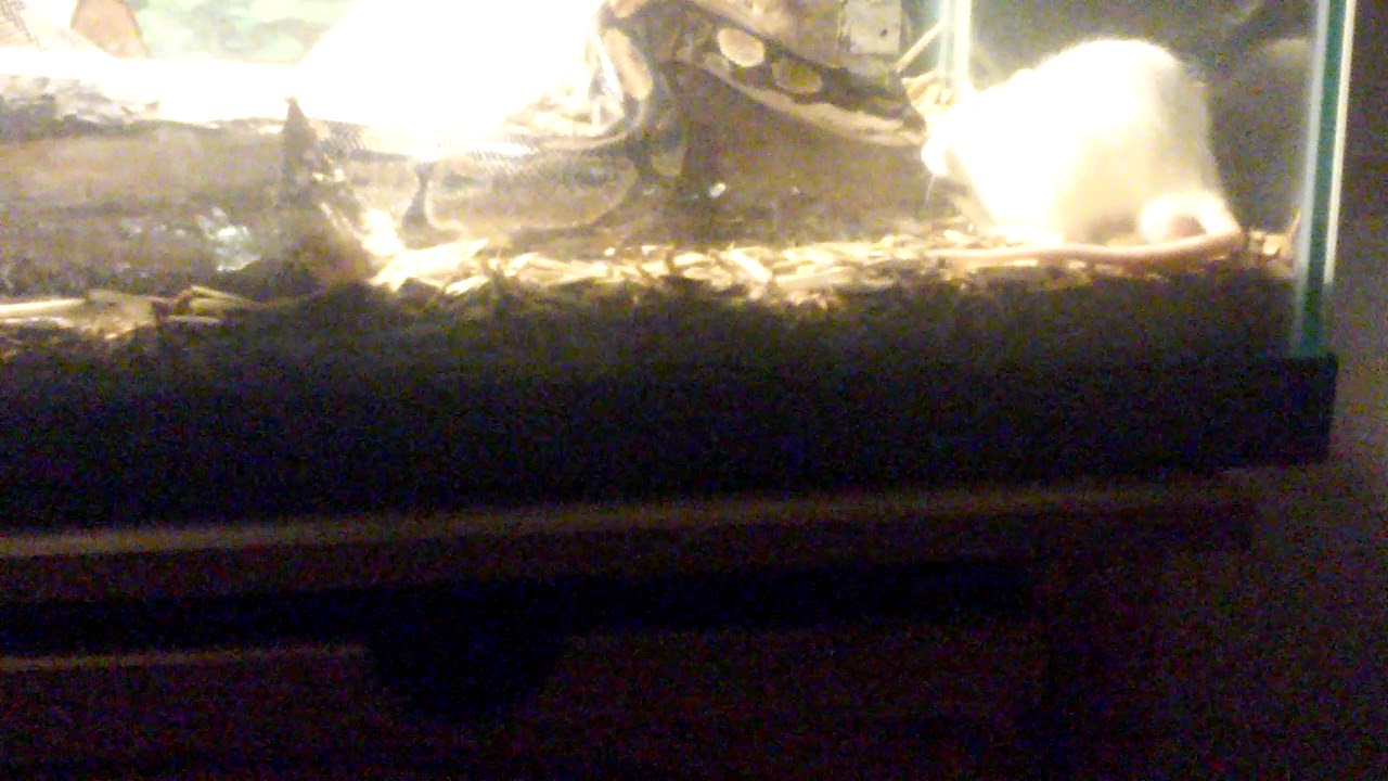 Feeding My Snake Youtube