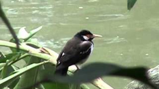 臺北市立動物園_鳥園區_白頰椋鳥Pied Myna_03