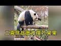 奶爸和大熊猫联手，济南大熊猫二喜跳转高难度吃胡萝卜！#panda #大熊貓