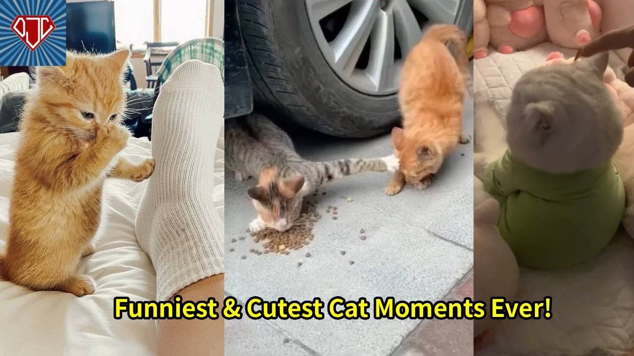 Funniest Cutest Cat Moments Ever 仍 誓 Try Not To Laugh Compilation
