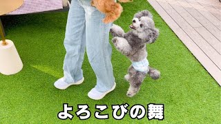 🐾88 お友達を大好きすぎるトイプードルがこうなっちゃいました笑