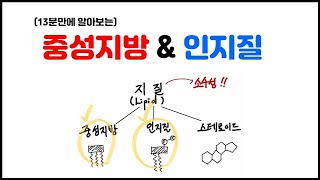 [거대분자] 3.7 지질 - 중성지방 & 인지질 정리