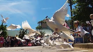 Butterfly \u0026 Dove Release