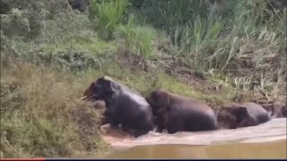 തിരികെ പോകാതെ വയനാട് പനമരത്ത് നാട്ടിലിറങ്ങിയ കാട്ടാനകൾ