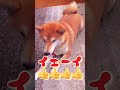 【柴犬】大好きなおやつキャッチ成功できるかな？＃shorts＃おやつキャッチ＃柴犬＃柴犬癒し