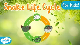 The Life Cycle of a Snake | Snake Life Cycle | Science for Kids!