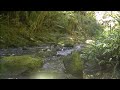 8 hours of relaxing and peaceful new zealand forest sounds