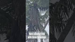 Branching in coconut palm is rare and this one is found somewhere in the Pacific #pacific #pngtuber