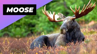 Moose 🦌 One Of The Tallest Animals On The Planet #shorts