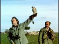 fÉlix halcon peregrino 3 el hombre y la tierra fauna iberica