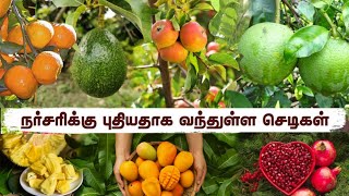 அக்டோபர் மாதம் வந்துள்ள புதிய பழ- செடிகள் வகைச் செடி-Big Size Fruiting Stage Plant#agriculture#fruit