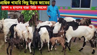 কুমিল্লার প্রান্তিক খামারি মিজান ভাই খামারের কিছু উন্নত জাতের ছাগল ও ছাগলের বাচ্চা বিক্রি করবেন