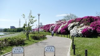 マイ スライドショー　浅香山つつじまつり（２０１７年５月４日）