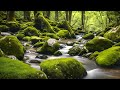 Tranquil Mossy Forest Stream (ASMR) #asmrsounds #waterstreamsounds