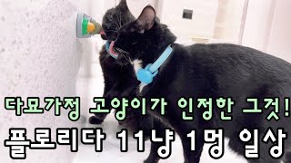 [ 플로리다 ] 11냥 1멍 / 고양이 행복 지수 올라갔냥?