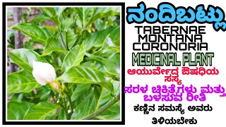 ನಂದಿಬಟ್ಲು | ಕಣ್ಣಿನ ಸಮಸ್ಯೆಗೆ ಮುಕ್ತಿ| Ayurvedic, Medicinalplant | TABERNAE MONTANA CORONORIA,Botnical