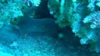 video requin nourrice en Martinique