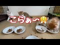 生後64日 全員退散⁉︎安易に食器を変えるとこうなる！【 赤ちゃん猫】kitten