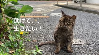 背中の毛が抜け落ちたボロボロの野良猫を助けたい！【サラリーマンのネコ活日記＃6】