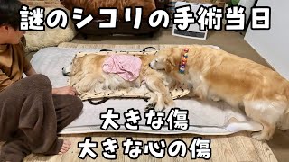 【あーちゃんのシコリ】手術当日。術後の連絡が遅くて凄く不安になりこちらから電話をかけました　ゴールデンレトリバー