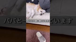 ソファーで幸せなひと時 #さく #チワワ #lovelydogs #cutedog #おすすめ #dog #shorts