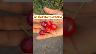 మా తోటలో cherry’s కాసయోచ్! #trending #telugushorts #ytshorts #viralvideo #relatable #funny