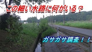 細い水路でガサガサする　の巻