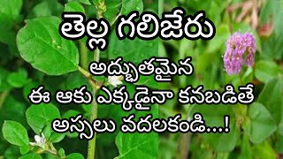 తెల్ల గలిజేరు: అద్భుతమైన ఈ ఆకు ఎక్కడైనా కనబడితే అస్సలు వదలకండి...!