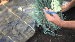 How to Apply Landscape Fabric Around Shrubs : How to Care for Shrubs