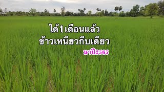 ข้าวเหนียวนาปีต้นสูงไม่ล้ม#พันธุ์กีบเดียว.ได้เดือนกว่าๆแล้ว