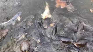 日本庭園の鯉と亀　Koi and turtle in the Japanese garden