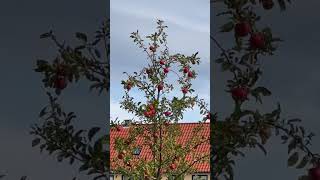 Grafted Apple Tree / 4-in 1 Fruit Cocktail Tree, Multi Grafted Dwarf Tree, Combo Apple tree #apple