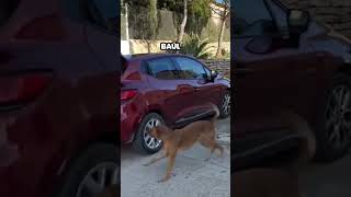 Perrito reconoce el olor de su hermana