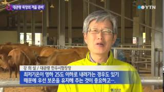 해발 800m 대관령 목장은 벌써 겨울 준비 / YTN