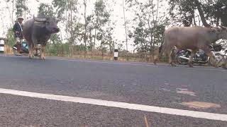 บรรยากาศยามเย็นกับคนเลี้ยงวัวเลี้ยงควายLeaving the cattle to the stall จูงวัวควายเข้าคอก