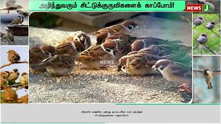 இன்று உலக சிட்டுக்குருவிகள் தினம்..! விடியலின் அடையாளமான சிட்டுக்குருவிகள்| NewsJ