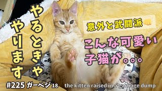 19またもや威嚇!?保護したあざと子猫が先輩猫と出会った時の反応⚡【ガーベジ・ごみ捨て場で保護した子猫】kitten raised in a garbage dump