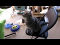 Furkids Cat PAWSitive training: Fennster session 1 (Morning)