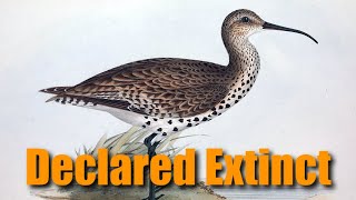 the last known observations of the SLENDER-BILLED CURLEW 😢