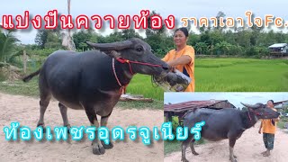 Ep.96 เปิดราคาควายงาม แม่ท้องเพชรอุดรจูเนียร์100%/แม่ผสมเบิ้มจูเนียร์ เอาใจคนงบน้อย คอกแม่ฉวีควายงาม