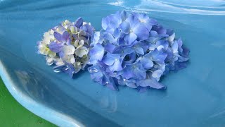 小さな窓の花ごよみ 1410 紫陽花を愛でて 　♪ 明日  アンドレ・ギャニオン  ♪