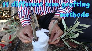 Everyone watching this video will be able to graft trees (All types of tree grafting)