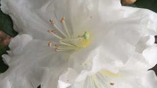 Rhododendron veitchianum | Must see September