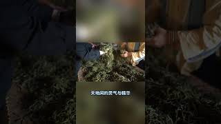 茶不仅是一种饮品，更是一种生活的艺术，是心灵的寄托