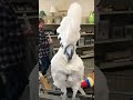 Shopping With My Cockatoo