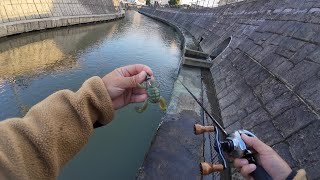 この流れ込みでカエルが何者かに食べられたのでカエルルアー投げたら入れ食い