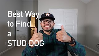 How to find a STUD DOG for your dog breeding program