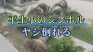 台風で運動場のヤシ倒れる　山口・平生小のシンボル