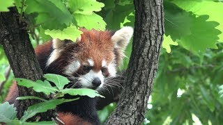 レッサーパンダ　キク　Red Panda KIKU