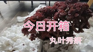 开箱最大的多肉